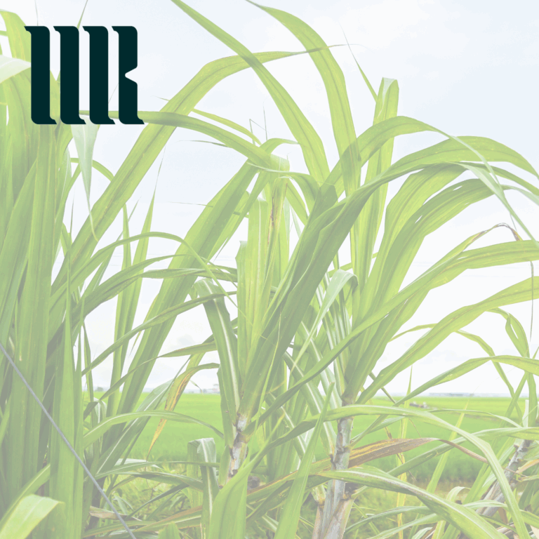 Financiamento do Agronegócio: Alienação Fiduciária da Raiz da Cana-de-Açúcar
