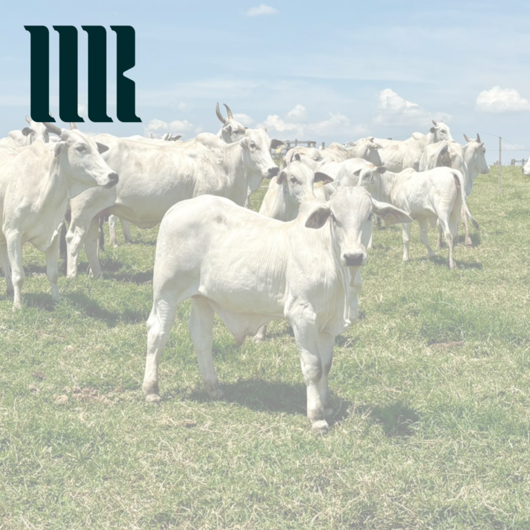 Pecuária bovina: isenção de tributo na venda de animais destinados à reprodução e criação